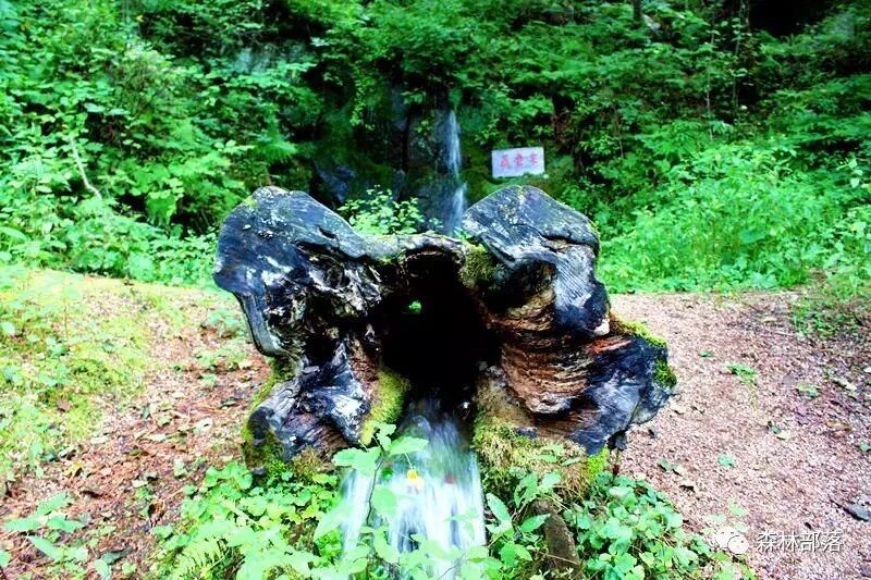 Wuying National Forest Park - Wudie Spring