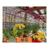 粉嶺#永霖休閒農莊買花啦！一定比花店平，選擇好多嘅！
