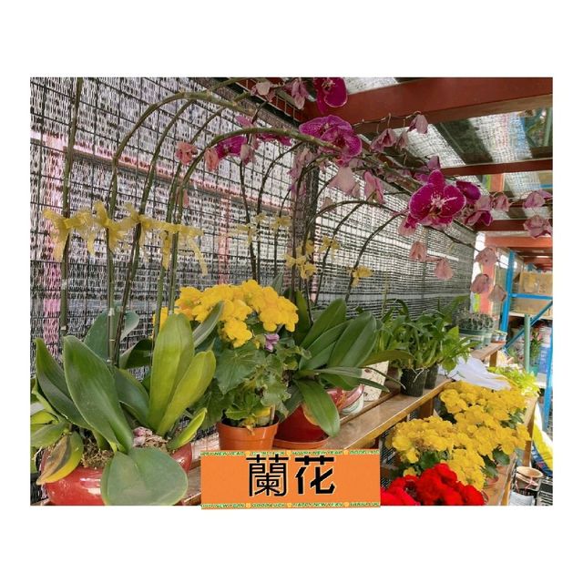 粉嶺#永霖休閒農莊買花啦！一定比花店平，選擇好多嘅！
