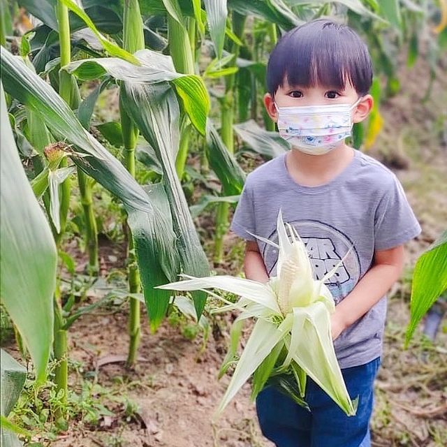 錯過了摘士多啤梨的季節，帶上細路去元朗摘玉米啦！