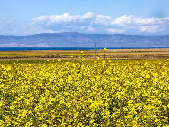 Qinghai Lake Horse Riding