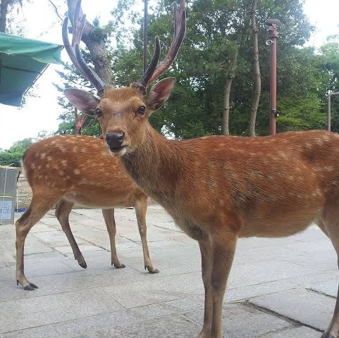 西日本 鹿 鹿 鹿 可愛いよねー たまにムカつくけど Trip Com 奈良県の旅のブログ