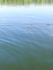 煙雨洲湿地