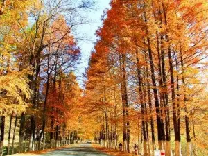 Gaojiang Road