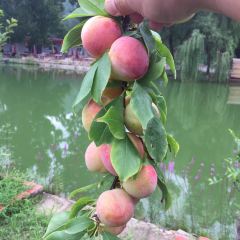 MU HU YU CUN User Photo