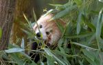 旭川市旭山動物園