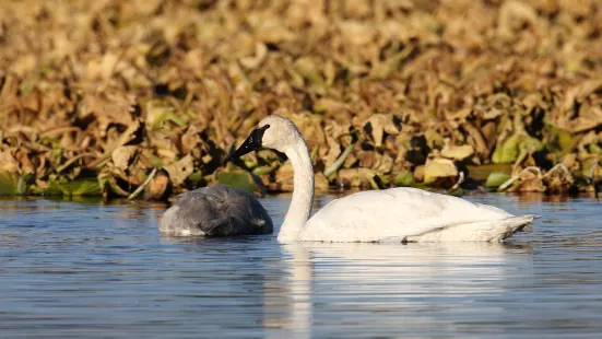 Xinqing National Wetland Park (Northwest Gate)