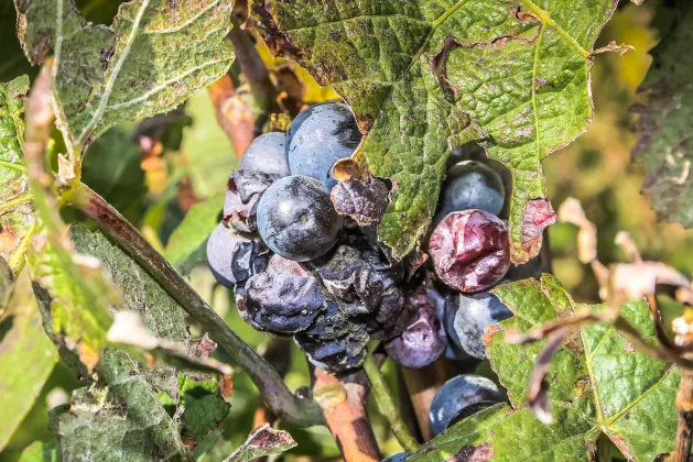 Разрешено размещения с домашними животными Отели в г. Бордо