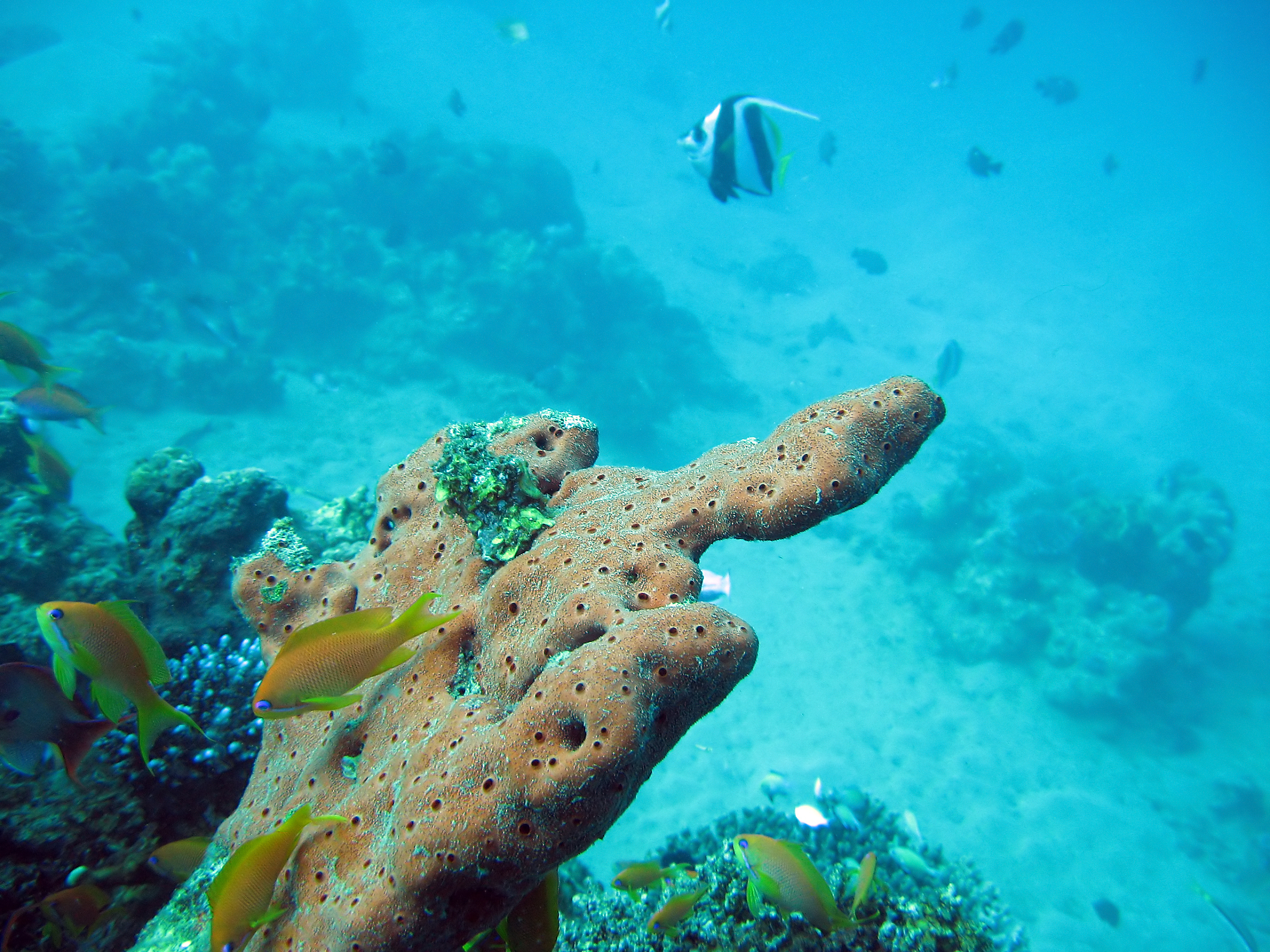 Cẩm Nang Du Lịch Koh Tao 2025: Điểm tham quan không thể bỏ qua, ẩm thực phổ biến, khách sạn, tuyến phương tiện đi lại (cập nhật vào tháng 10)