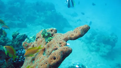 Koh Tao travel destination
