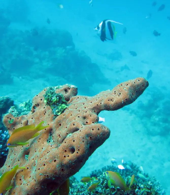 Koh Tao