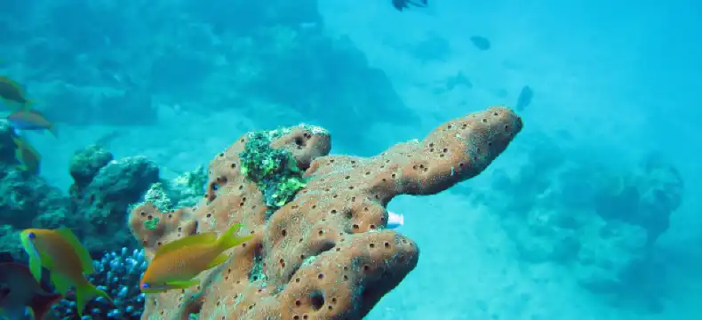 Hôtels à proximité de : Baie de Shark