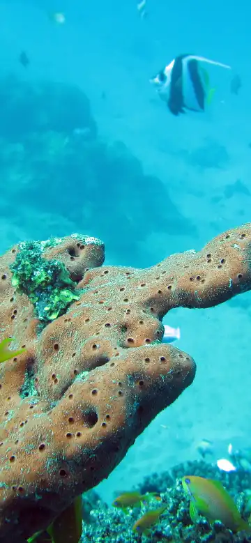 เกาะเต่า