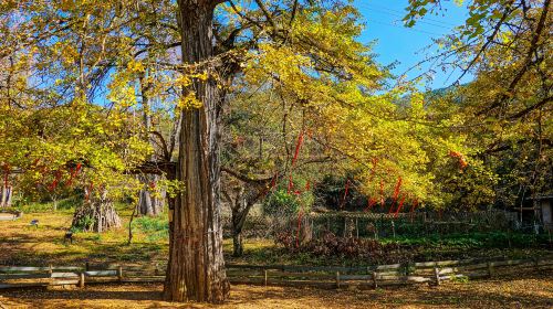 Longmen Field Ancient Ginkgo