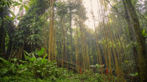 Hainan Baihualing Rainforest Cultural Tourism Zone