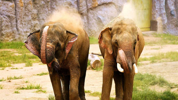 Qingdao Forest Wildlife World