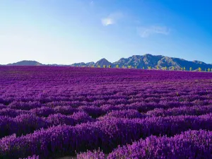 Yili Tianshan Huahai Scenic Area