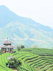 峨山高香万亩生态茶文化旅游区