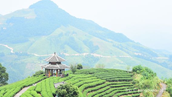 Gaoxiang Ecological Tea Culture Garden (Yuncha Villa)