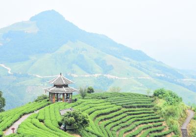 峨山高香万亩生态茶文化旅游区