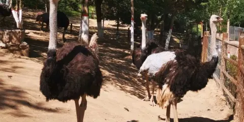 光合谷旅遊度假區動物園-非洲鴕鳥