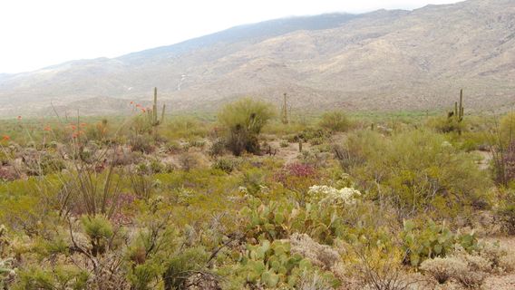 Giant City State Park