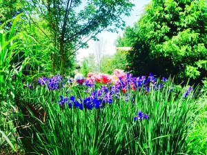 Kiwi Gardens