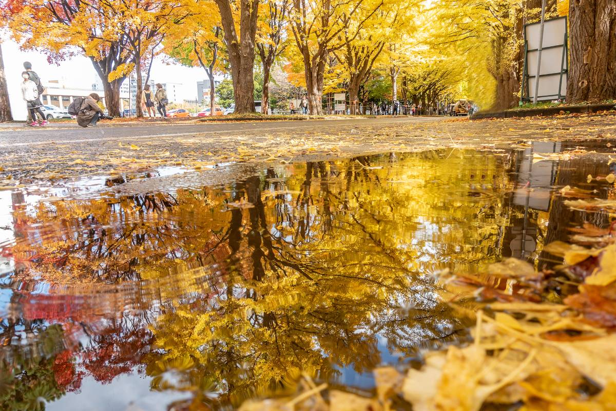 北海道大学イチョウ並木