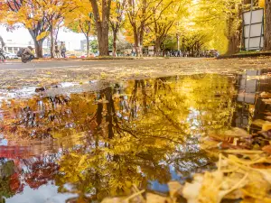 北海道大学