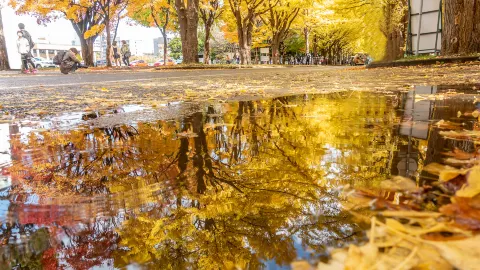 Hokkaido University attraction in Sapporo