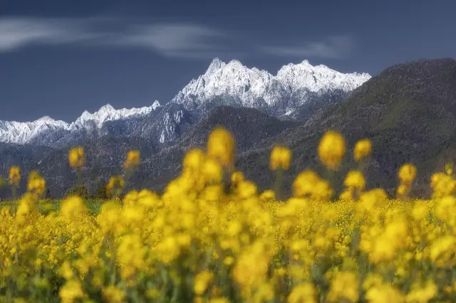 Rapeseed Flowers Viewing in Tengchong