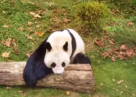 Phoenix China Giant Panda Garden