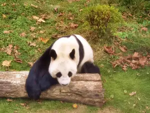 Phoenix China Giant Panda Garden