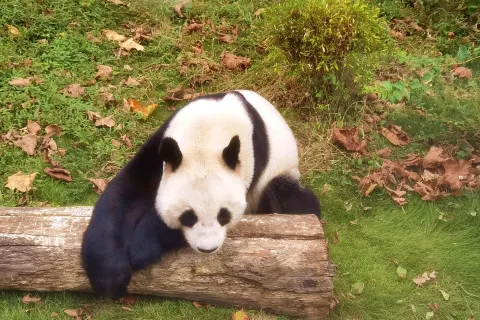 Phoenix China Giant Panda Garden