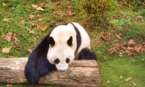Phoenix China Giant Panda Garden
