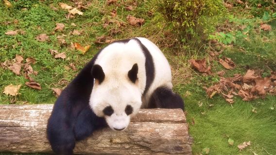 Fenghuang Giant Panda Garden