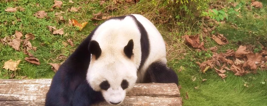 Phoenix China Giant Panda Garden