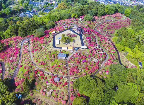 Kasama Azalea Matsuri | Kasama