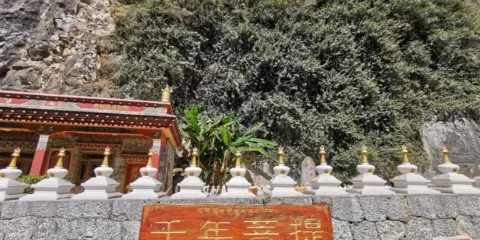 千年菩提樹