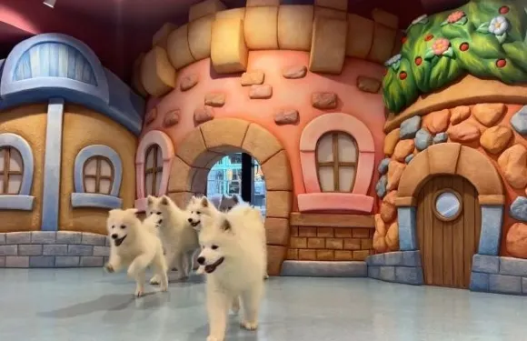 Chor! Samoyed/BICHON CAFE POM Kamakura