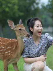 Changsheng Deer Park