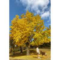 「日本奈良公園」小鹿+紅葉 | 秋天首选打卡圣地