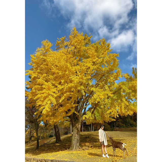 「日本奈良公園」小鹿+紅葉 | 秋天首选打卡圣地