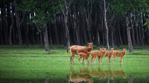 Dafeng Elk National Nature Reserve