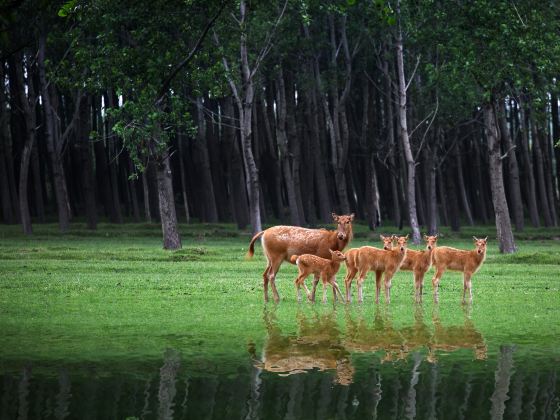 Dafeng Elk National Nature Reserve