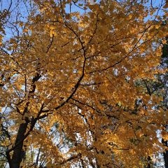 DaDong Roast Duck (Fucheng Road) User Photo
