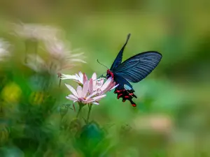 China · Honghe Butterfly Valley