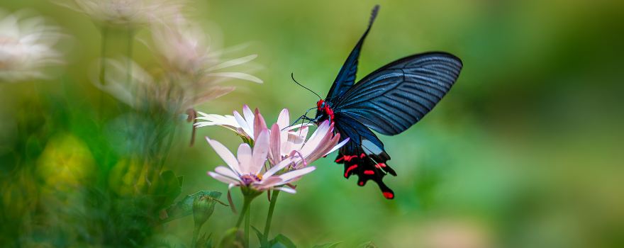 China · Honghe Butterfly Valley