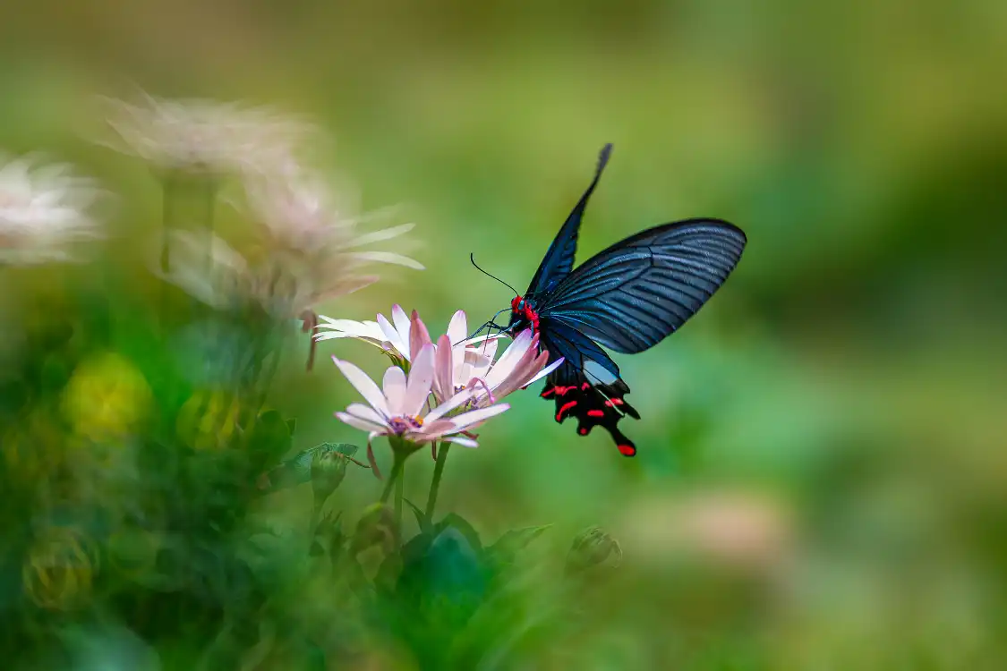 Hotel dekat China · Honghe Butterfly Valley