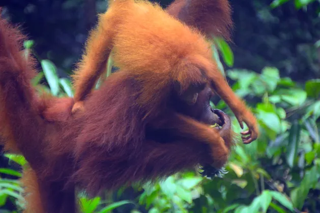 3-звездочные отели в г. Сибу